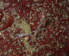 Ectopleura marina