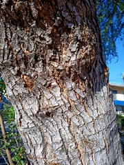 Pithecellobium dulce