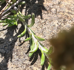 Helichrysum trilineatum