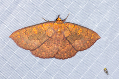 Singara diversalis