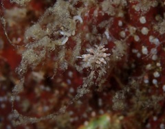 Eubranchus rustyus