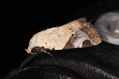 Pseudeustrotia semialba