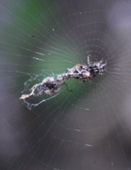 Cyclosa confusa