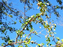 Pithecellobium dulce