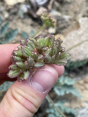 Cymopterus longipes