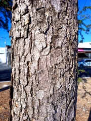 Pithecellobium dulce