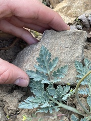 Cymopterus longipes