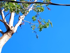 Roseodendron donnell-smithii