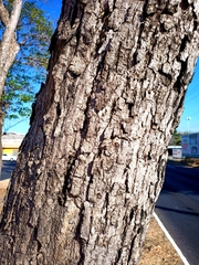 Roseodendron donnell-smithii