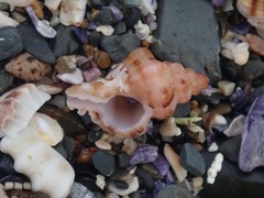 Chicoreus denudatus