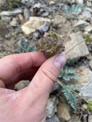 Cymopterus longipes