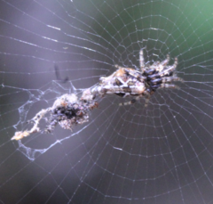 Cyclosa confusa