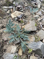 Cymopterus longipes