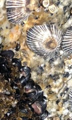 Siphonaria funiculata