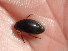 Tropisternus lateralis