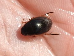 Tropisternus lateralis