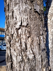 Roseodendron donnell-smithii