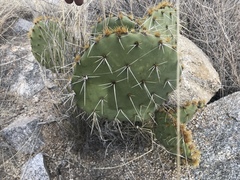 Opuntia engelmannii engelmannii
