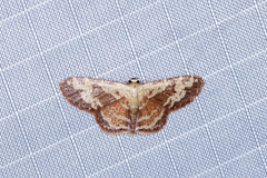 Idaea vacillata
