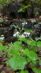 Hydrophyllum appendiculatum