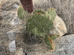 Opuntia engelmannii engelmannii