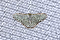 Lophophleps triangularis