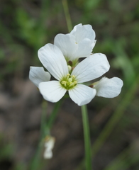 Cardamine penduliflora