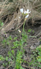 Cardamine penduliflora