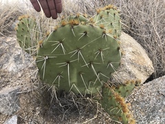 Opuntia engelmannii engelmannii