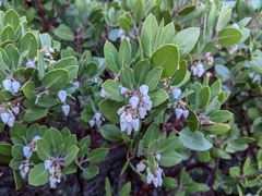 Arctostaphylos parryana