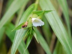 Elleanthus caricoides