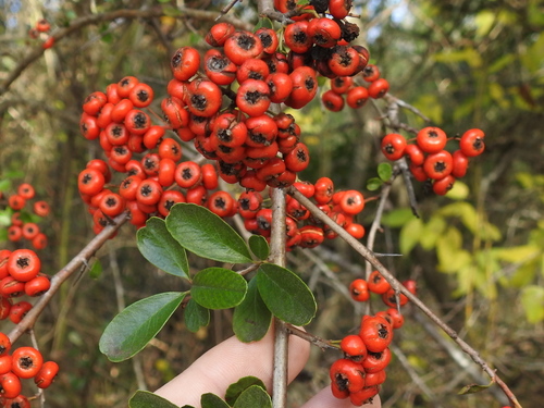 Pyracantha koidzumii