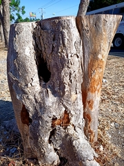 Roseodendron donnell-smithii