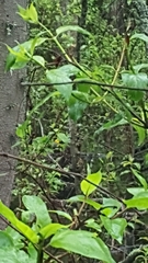 Protonotaria citrea