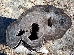 Roseodendron donnell-smithii