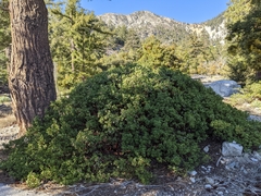 Arctostaphylos parryana