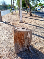 Roseodendron donnell-smithii