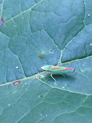 Graphocephala fennahi
