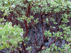 Arctostaphylos parryana