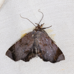 Mecodina albodentata