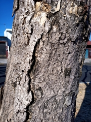 Roseodendron donnell-smithii