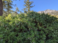 Arctostaphylos parryana