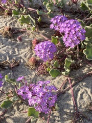 Abronia umbellata