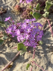 Abronia umbellata