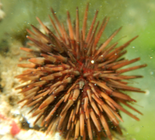 Photo of Reef urchin (Echinometra viridis)