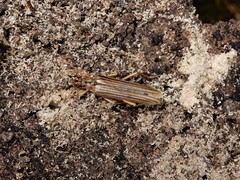 Leptachrous strigipennis