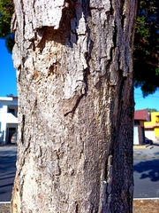 Roseodendron donnell-smithii