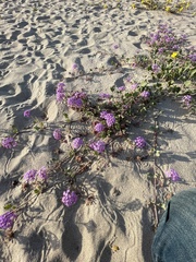 Abronia umbellata