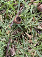 Eucalyptus tricarpa