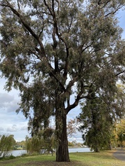 Eucalyptus tricarpa